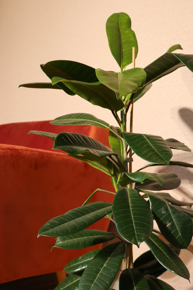 Ficus trésor (Gummibaum) (M)