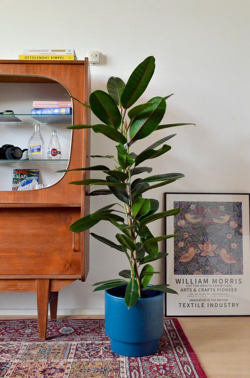 Ficus trésor (Gummibaum) (M)