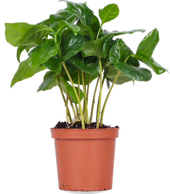 Coffea arabica (Kaffeepflanze) (XS)