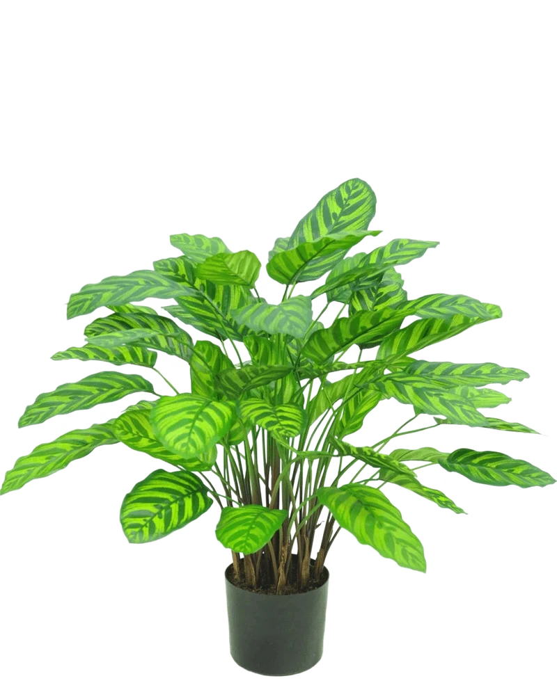 Kunstpflanze Calathea Makoyana 75 cm rot