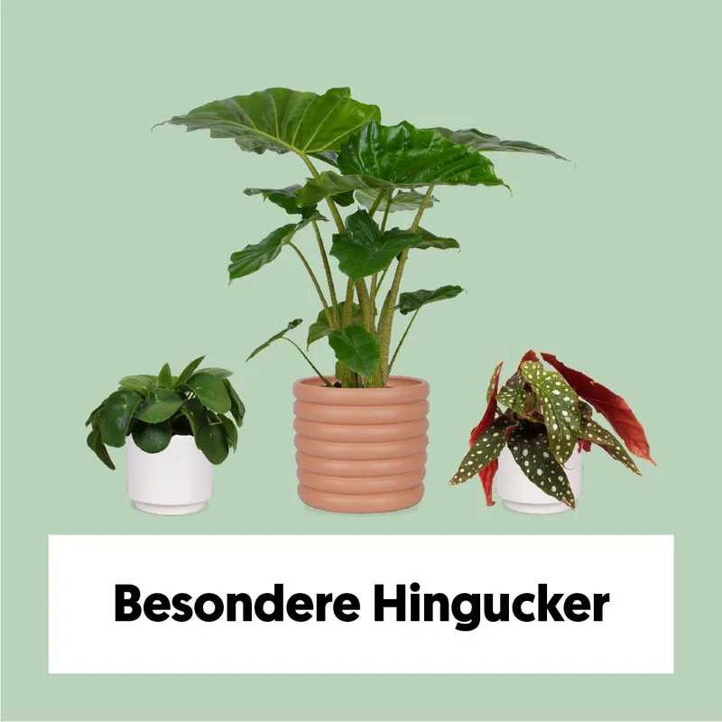 Besondere Hingucker