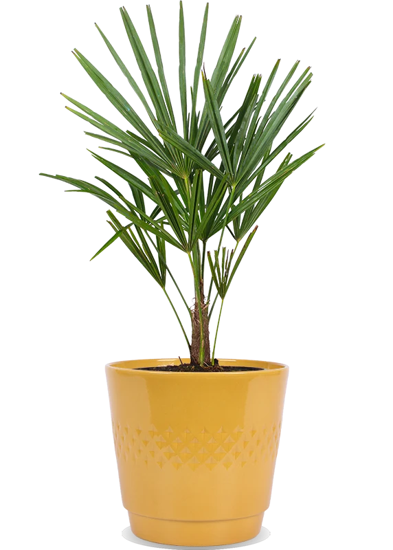 Trachycarpus fortunei (Chinesische Hanfpalme)
