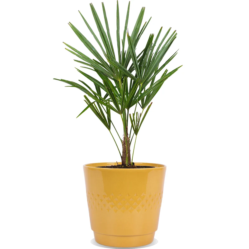 Trachycarpus fortunei (Chinesische Hanfpalme)