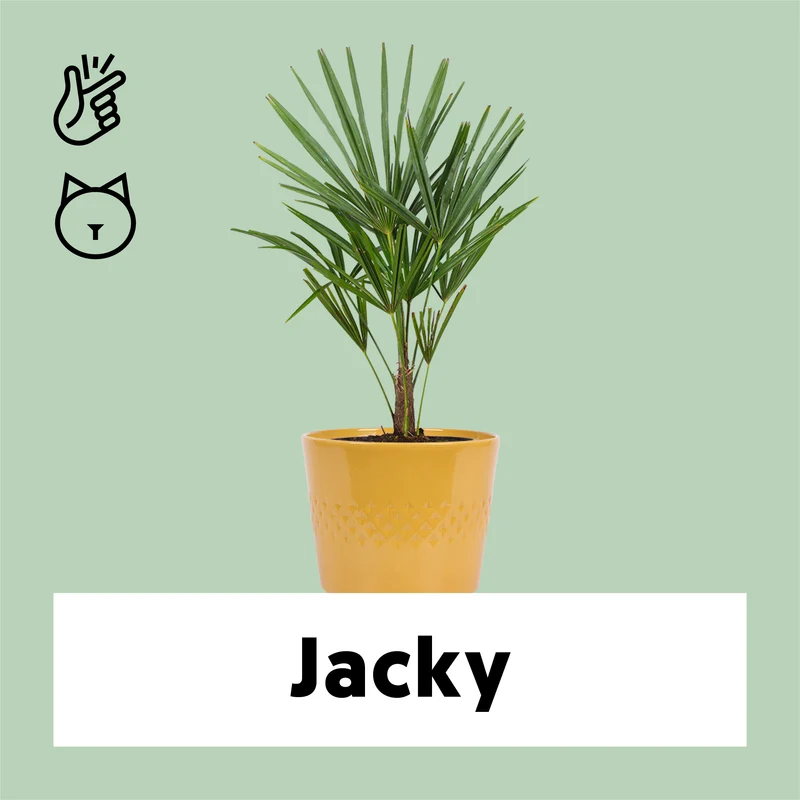 Trachycarpus fortunei (Chinesische Hanfpalme)