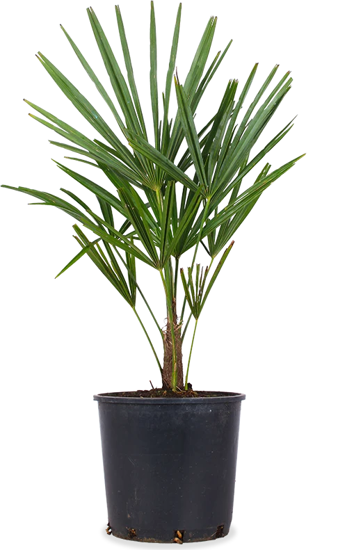 Trachycarpus fortunei (Chinesische Hanfpalme)