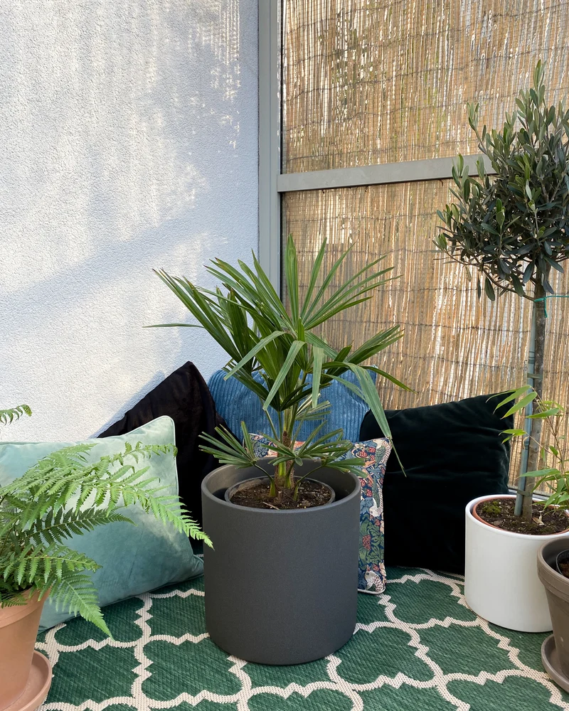 Trachycarpus fortunei (Chinesische Hanfpalme)