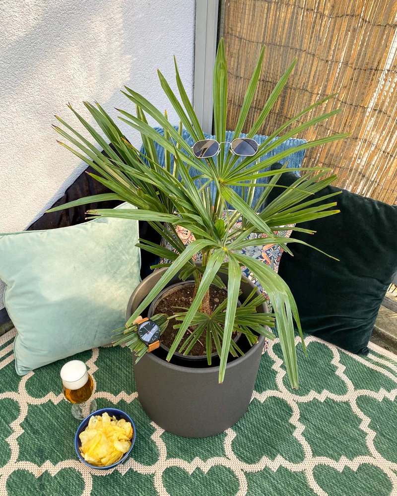 Trachycarpus fortunei (Chinesische Hanfpalme)