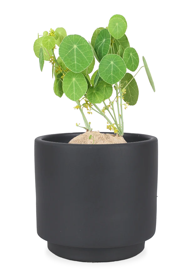 Stephania erecta (Mondsamenpflanze)