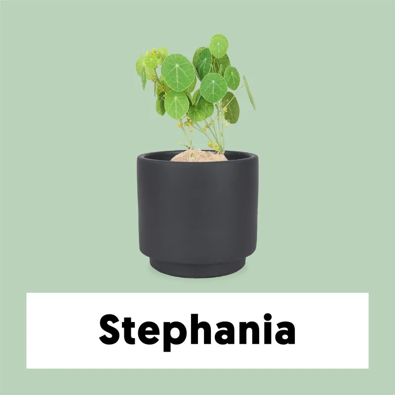 Stephania erecta (Mondsamenpflanze)