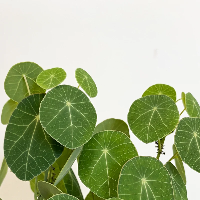 Stephania erecta (Mondsamenpflanze)