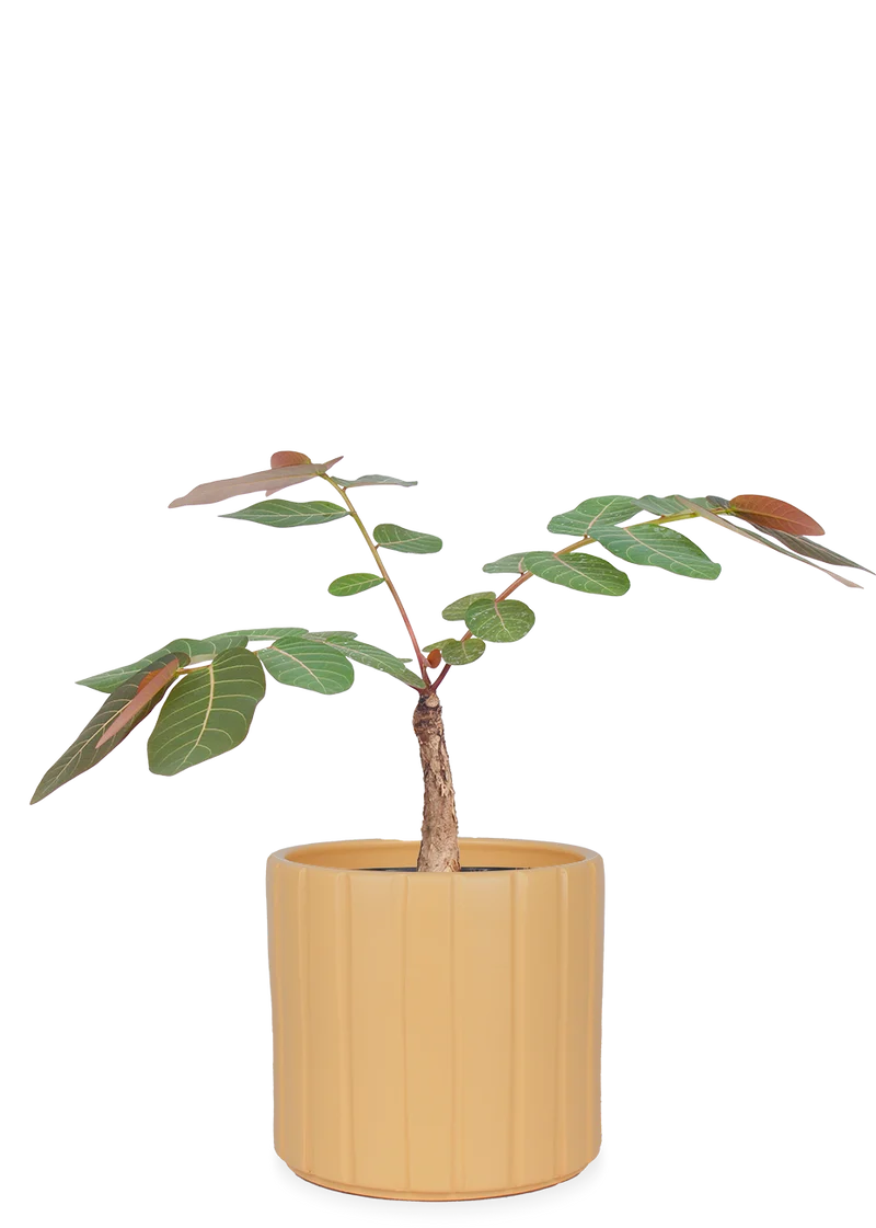 Phyllanthus mirabilis
