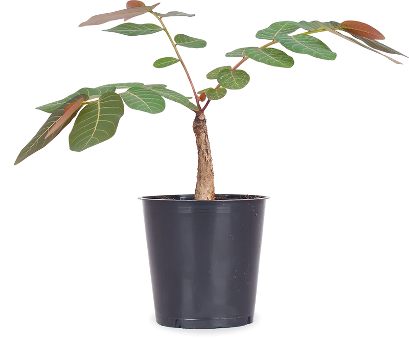 Phyllanthus mirabilis
