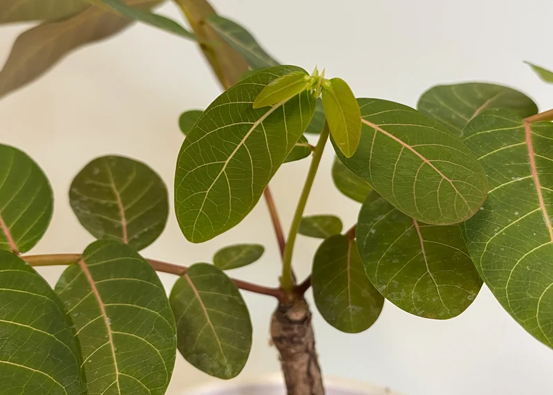 Phyllanthus mirabilis