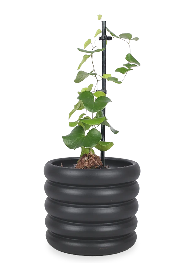Dioscorea elephantipes (Schildkrötenpflanze)