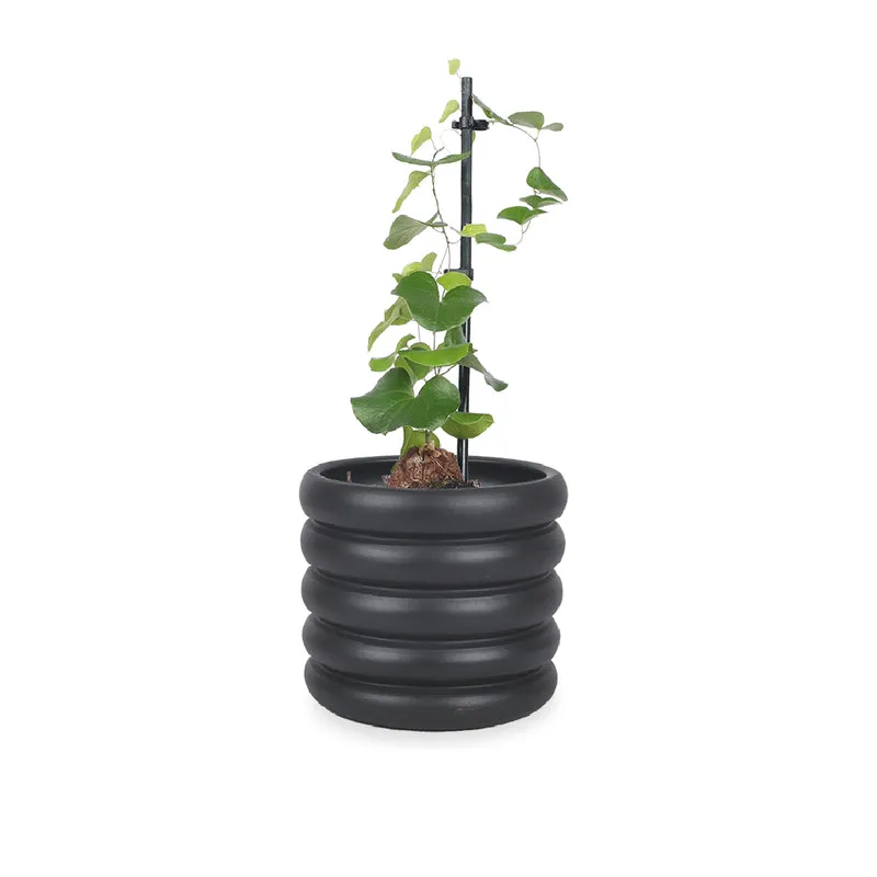 Dioscorea elephantipes (Schildkrötenpflanze)