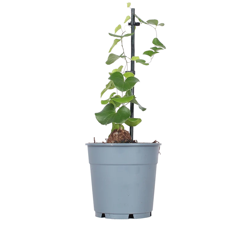 Dioscorea elephantipes (Schildkrötenpflanze)