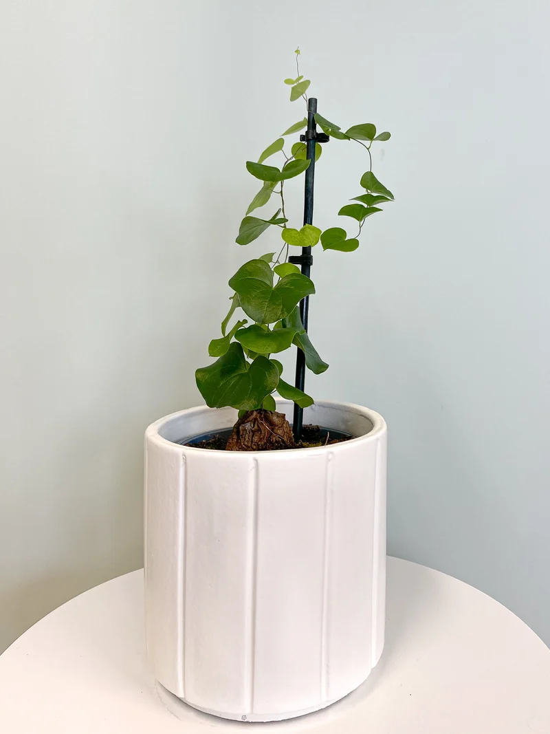 Dioscorea elephantipes (Schildkrötenpflanze)