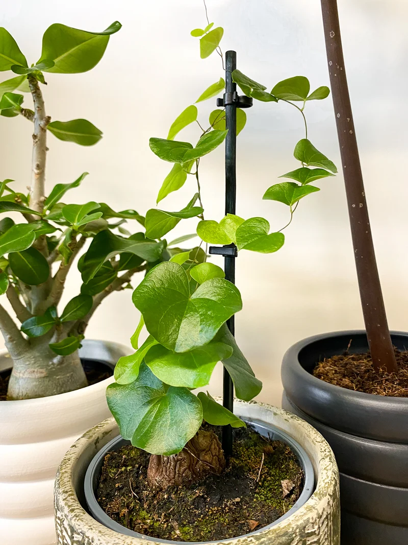 Dioscorea elephantipes (Schildkrötenpflanze)
