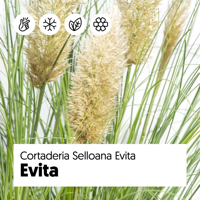 Cortaderia selloana evita (Pampasgras) (S)