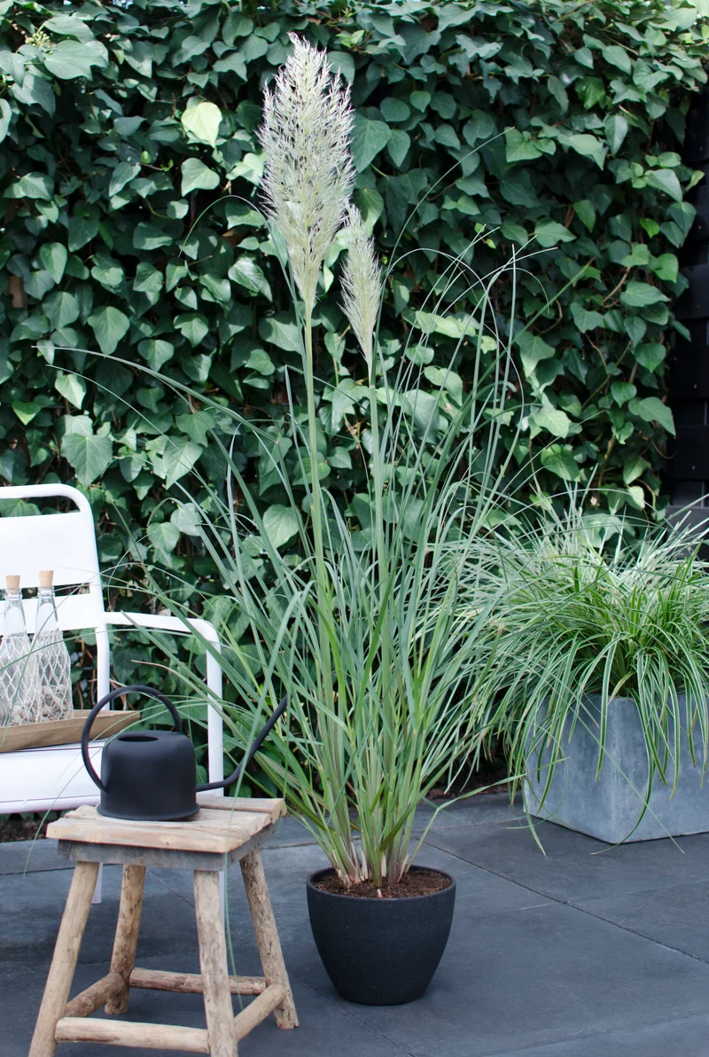 Cortaderia selloana evita (Pampasgras) (S)