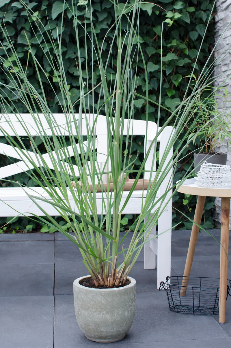 Cortaderia selloana evita (Pampasgras) (S)