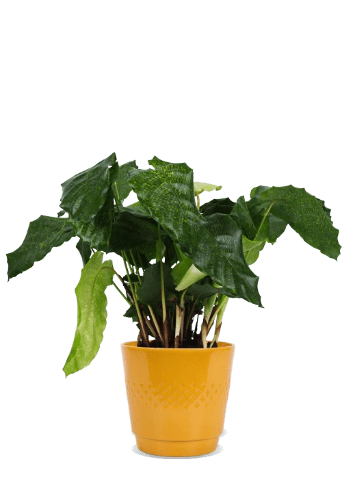 Calathea network (Korbmarante)