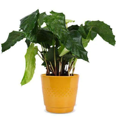 Calathea network (Korbmarante)