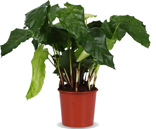 Calathea network (Korbmarante)