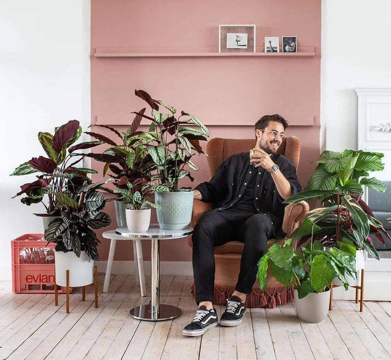 Calathea network (Korbmarante)