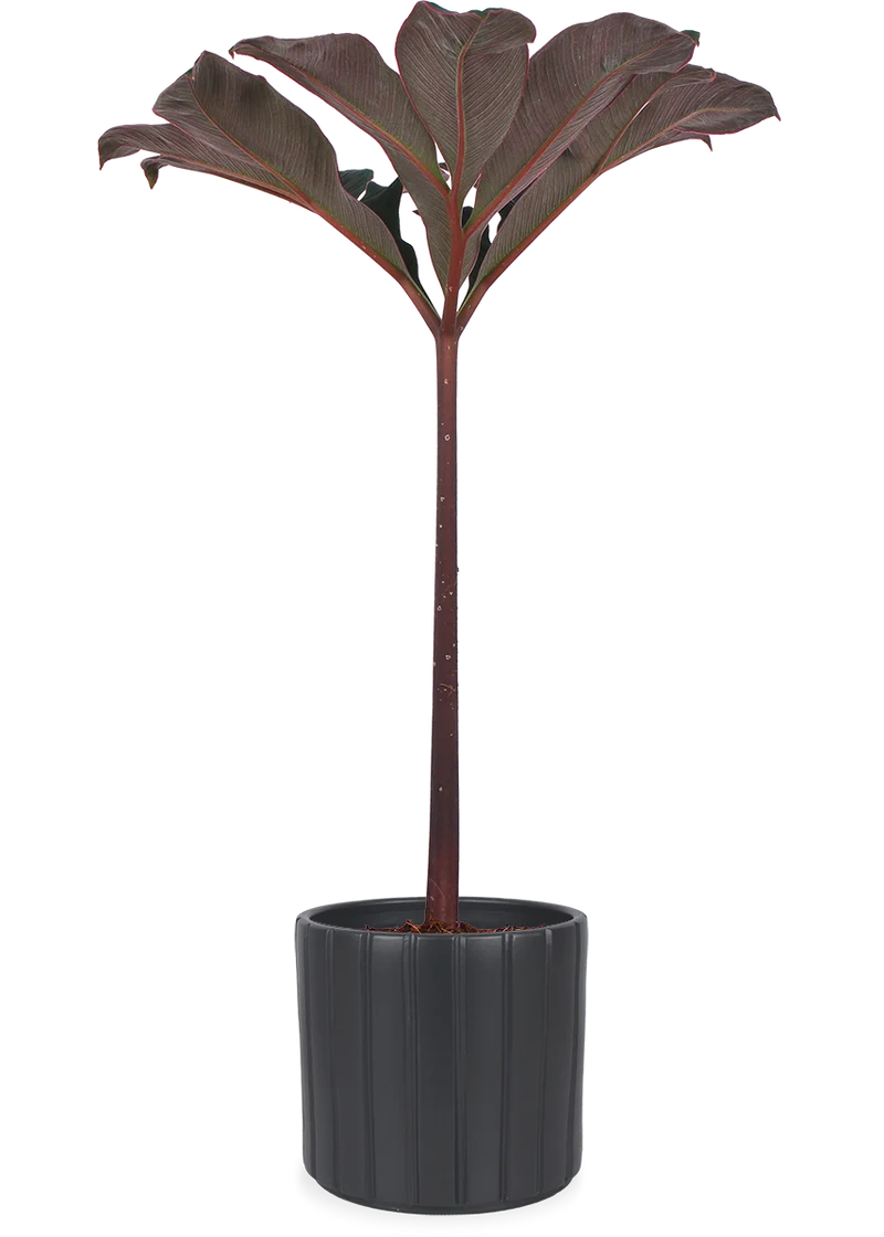 Amorphophallus atroviridis