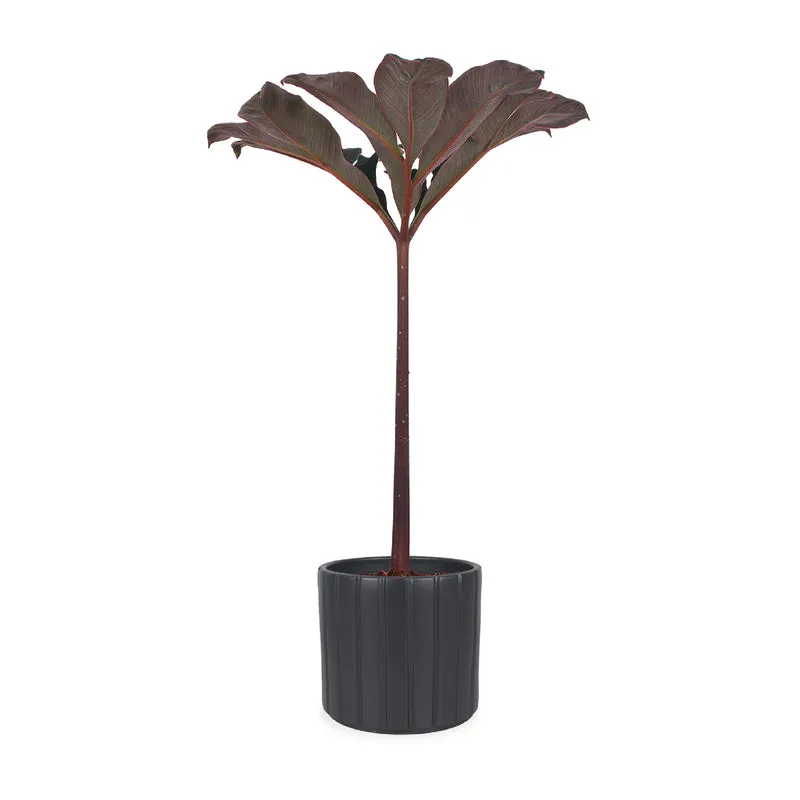 Amorphophallus atroviridis
