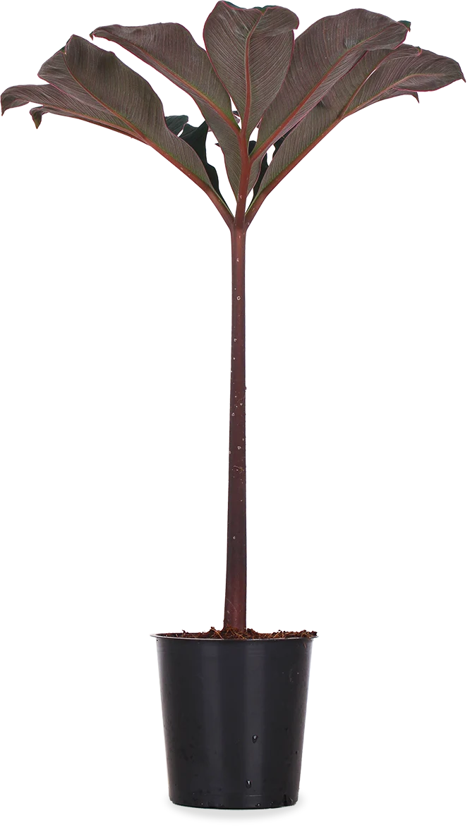 Amorphophallus atroviridis