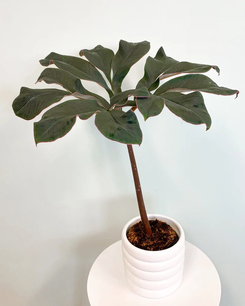 Amorphophallus atroviridis