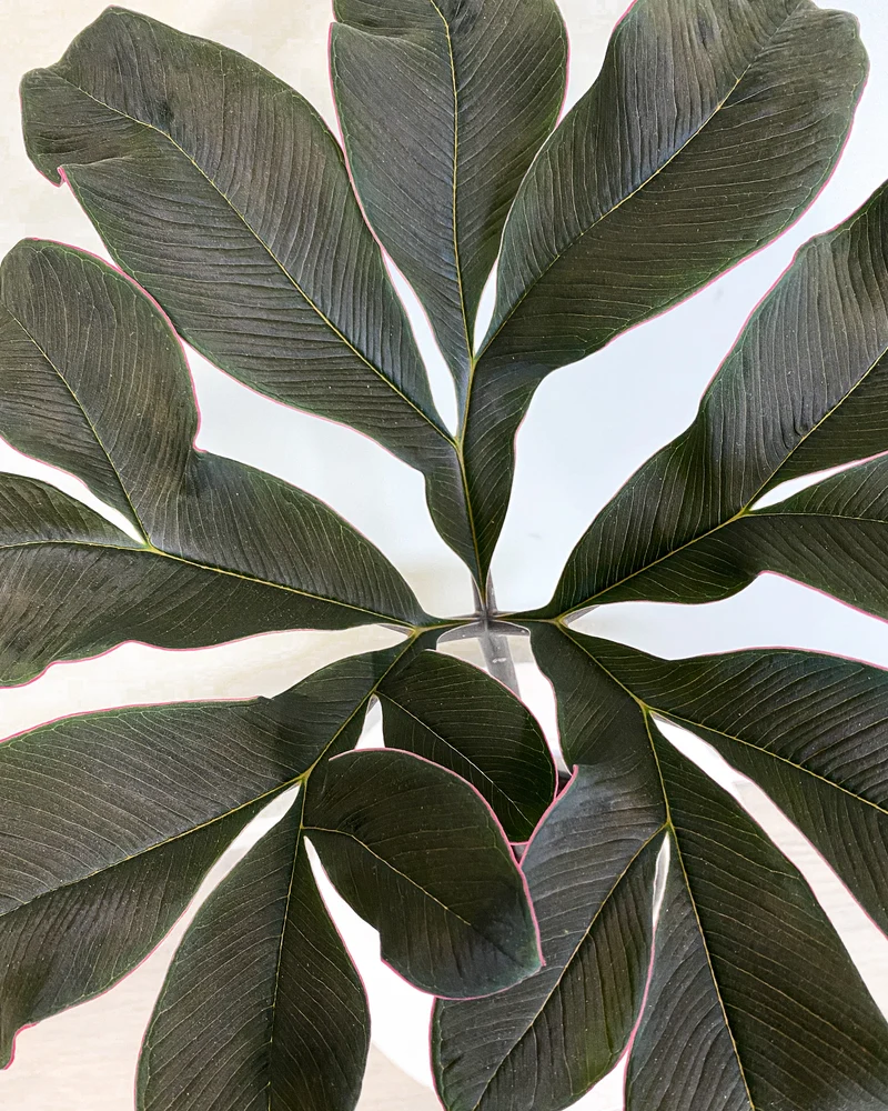 Amorphophallus atroviridis