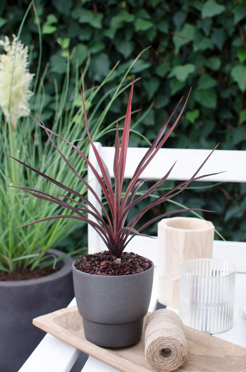 Cordyline little red star (Keulenlilie)
