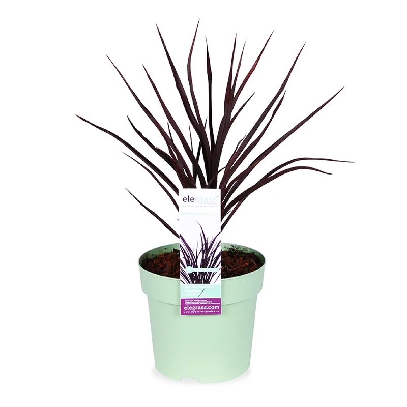 Cordyline little red star (Keulenlilie)