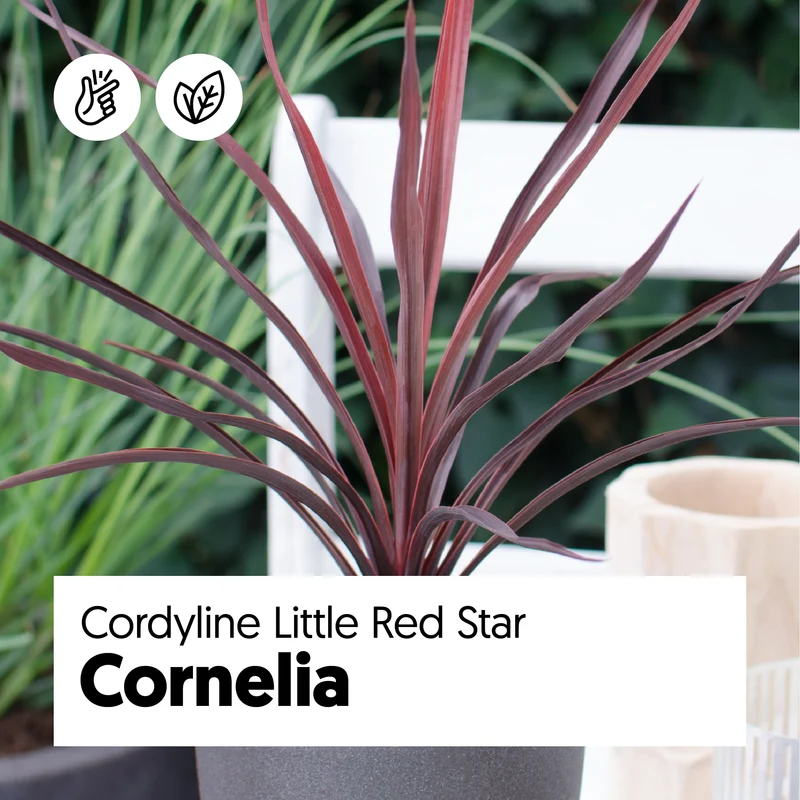 Cordyline little red star (Keulenlilie)