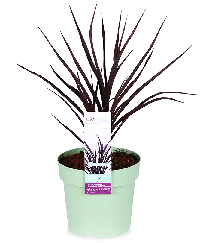 Cordyline little red star (Keulenlilie)