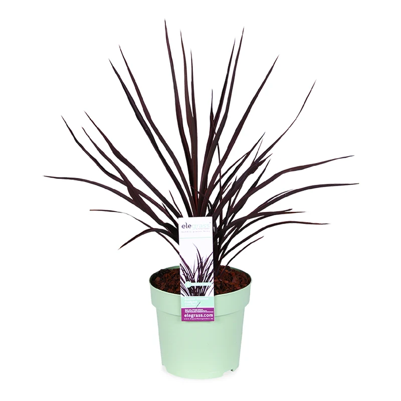 Cordyline little red star (Keulenlilie)