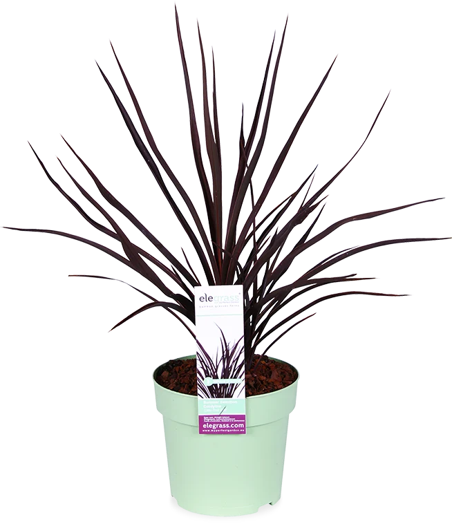 Cordyline little red star (Keulenlilie)