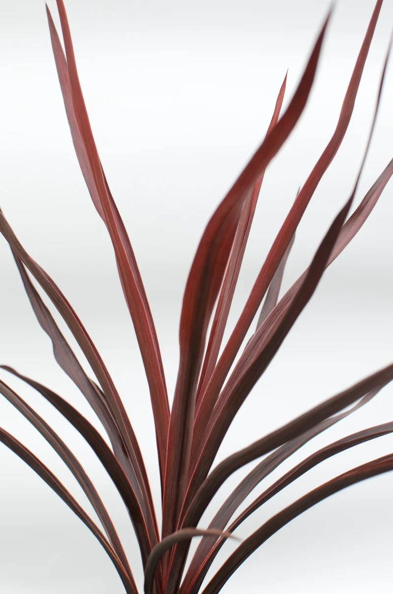 Cordyline little red star (Keulenlilie)