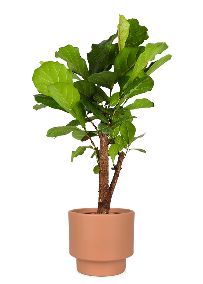 Ficus lyrata verzweigter Stamm (Geigenfeige) (L)