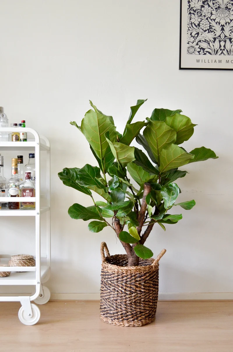 Ficus lyrata verzweigter Stamm (Geigenfeige) (L)