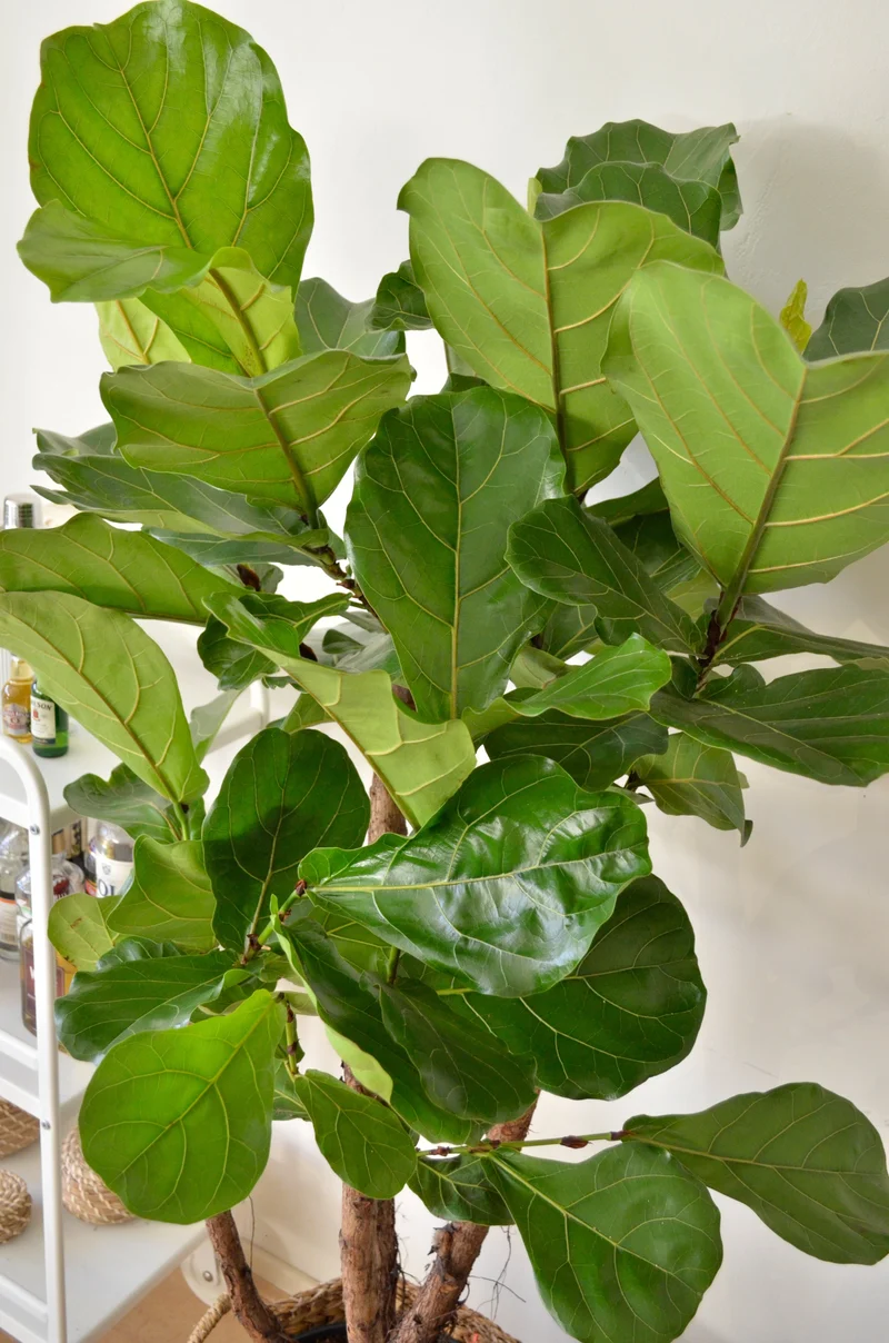 Ficus lyrata verzweigter Stamm (Geigenfeige) (L)