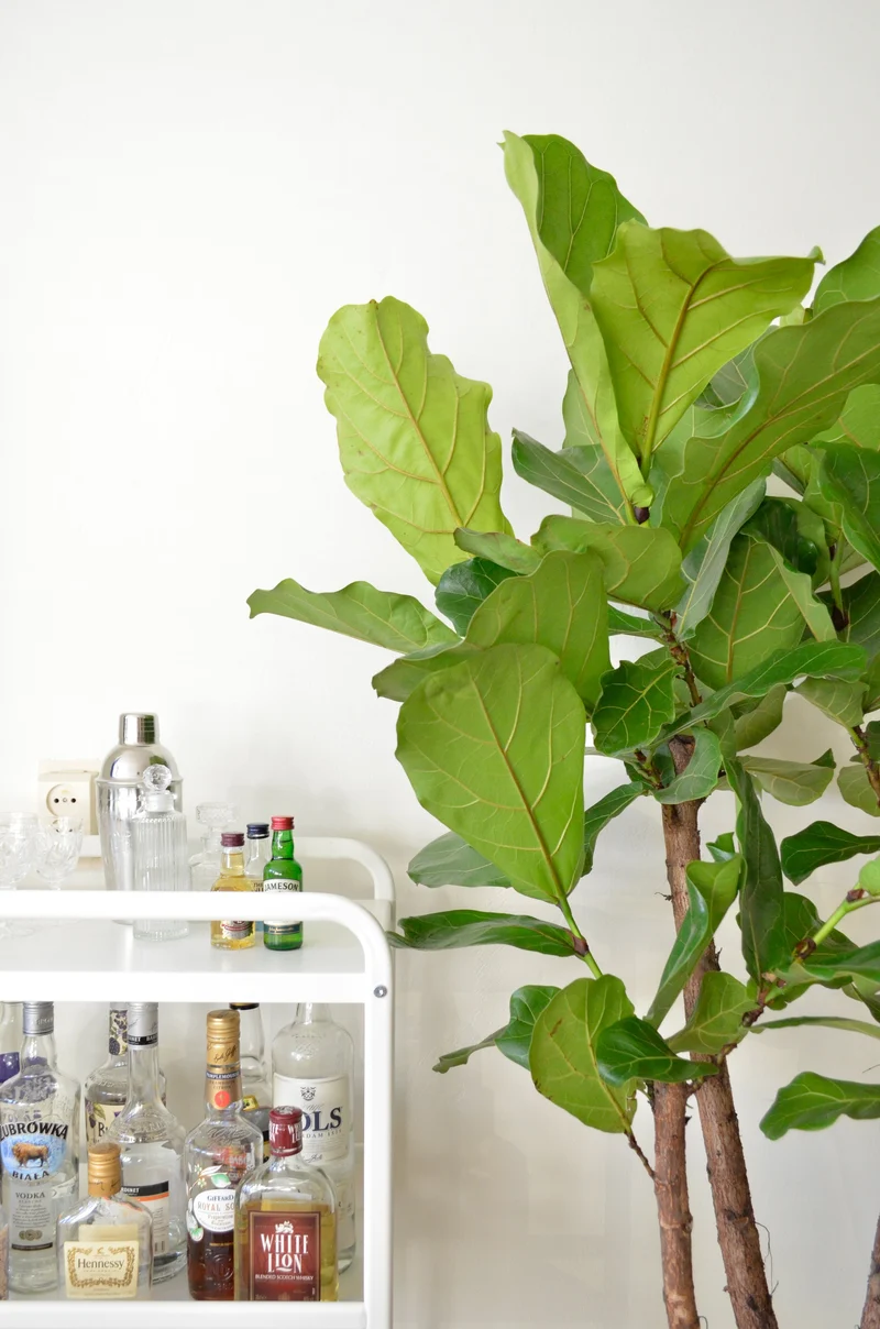 Ficus lyrata verzweigter Stamm (Geigenfeige) (L)