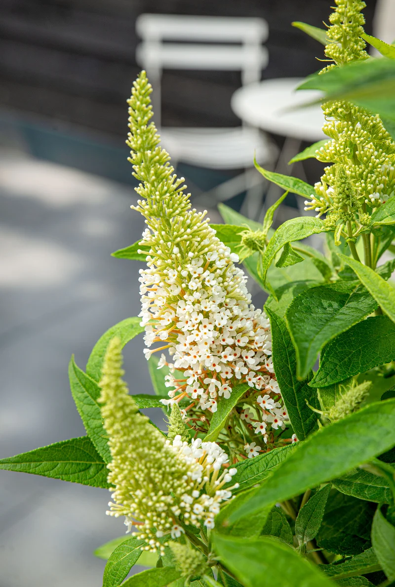 Buddleja davidii "Little White" (Schmetterlingsflieder) (S)