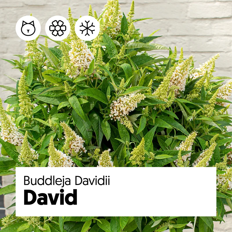 Buddleja davidii "Little White" (Schmetterlingsflieder) (S)