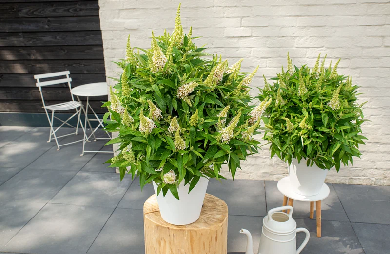 Buddleja davidii "Little White" (Schmetterlingsflieder) (S)