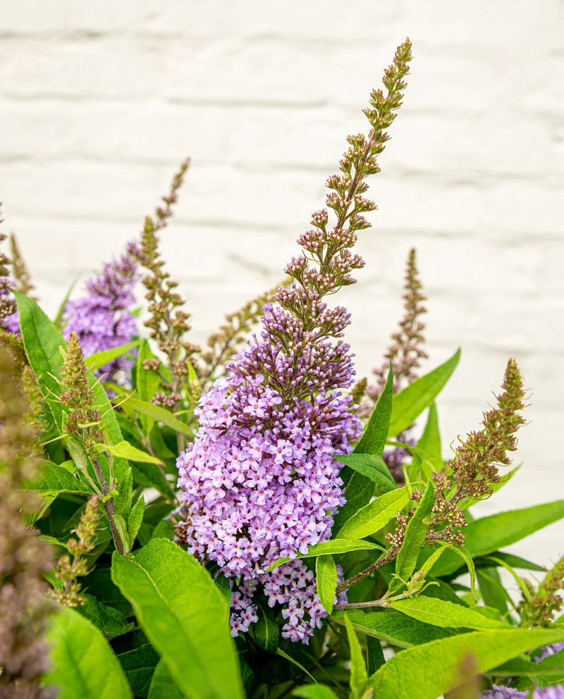 Buddleja davidii "Little Lila" (Schmetterlingsflieder) (S)