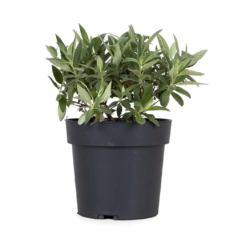 Buddleja davidii "Little Lila" (Schmetterlingsflieder) (S)